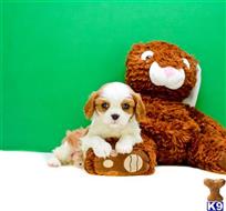 Cavalier King Charles Spaniel