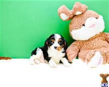 Cavalier King Charles Spaniel