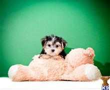 Mixed Breed