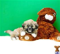 Mixed Breed