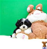 Mixed Breed