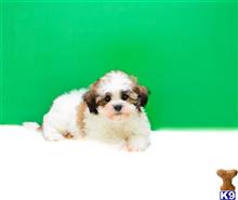 Mixed Breed