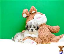 Mixed Breed