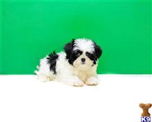 Mixed Breed