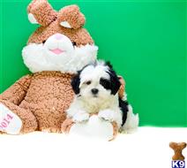 Mixed Breed