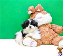 Mixed Breed