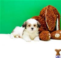 Mixed Breed