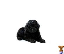 Mixed Breed