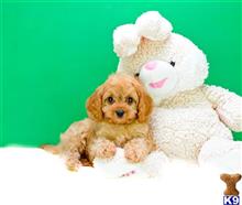 Mixed Breed