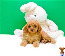 Mixed Breed