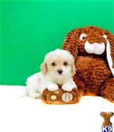Mixed Breed