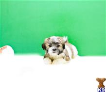 Mixed Breed