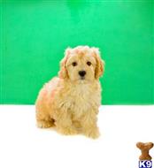 Mixed Breed