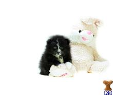 Pomeranian