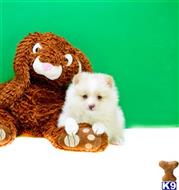 Pomeranian