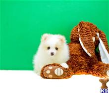 Pomeranian