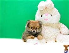 Pomeranian