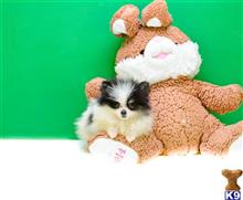 Pomeranian