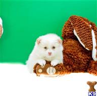 Pomeranian