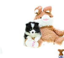 Pomeranian