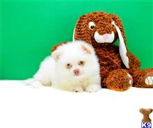 Pomeranian