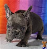 french bulldog puppy posted by Brento