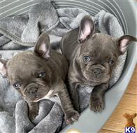 french bulldog puppy posted by Brento