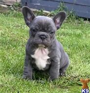 french bulldog puppy posted by Brento