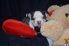 boston terrier puppy posted by Bresue