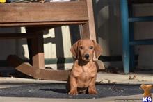 dachshund puppy posted by Bresue