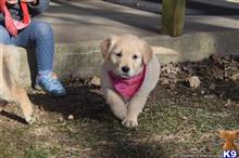 golden retriever puppy posted by Bresue
