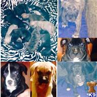 pitbull puppies for sale in charleston sc puppies for sale in south carolina pitbull puppies for sale in charleston sc puppies for sale in south carolina