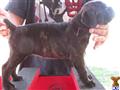 cane corso puppy posted by Brian23