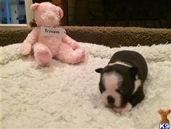 boston terrier puppy posted by BrianBooker