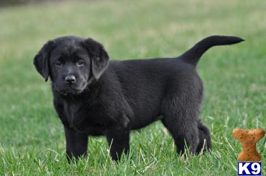 Labrador Retriever Puppy For Sale Akc Black Labrador Puppies 9 Years Old