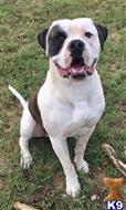 Bane available American Bulldog puppy located in FAIR GROVE