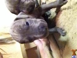 great dane puppy posted by Brie611