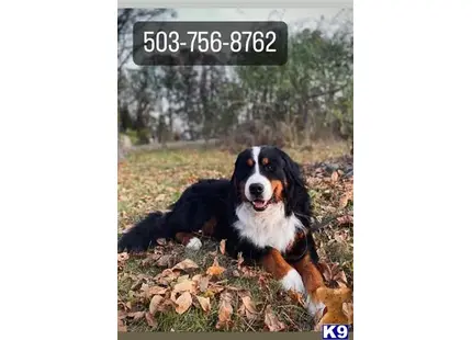 Bernese Mountain Dog