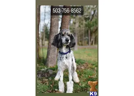 Oliver OFA tested available Poodle puppy located in GRESHAM