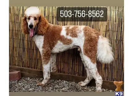 Lewis OFA/Genetic Tested available Poodle puppy located in GRESHAM