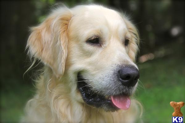 golden retriever stud fee golden retriever stud dogs in new jersey golden retriever stud fee golden retriever stud dogs in new jersey