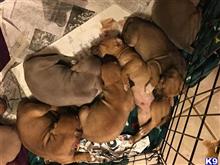 american staffordshire terrier puppy posted by Brooke0826