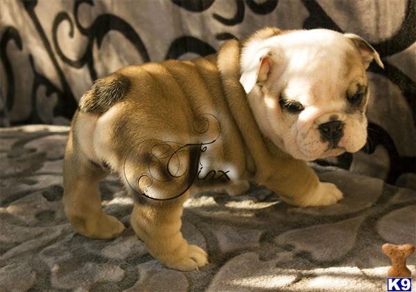 english bulldog puppy posted by Brookhaven