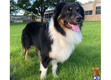 Bear available Australian Shepherd puppy located in DEARBORN HEIGHTS