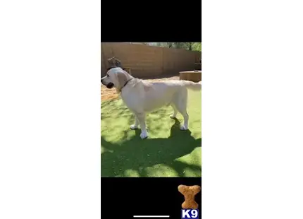 Louie available Golden Retriever puppy located in Phoenix