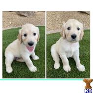 goldendoodles puppy posted by Browning17