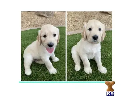 Goldendoodles