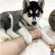 siberian husky puppy posted by Bruno7363