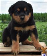 rottweiler puppy posted by Buffly458
