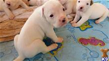 american bulldog puppy posted by Bull1